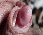 Extreme close up on my huge clit head pulsating from big pussy lips clit