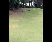 Funny Golf Course sex from african run