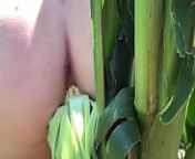 Riley Jacobs playing in corn field from fucking at farm field hot slim desi wife ride and tease hubby on ground fuck