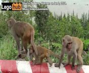 Holiday video: Monkey business from sheeko gaaban oo qosol badan