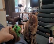 Pussy playing with a stuffed animal .... Girl who likes to chew hard. from kaut