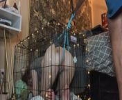 FTM Puppy Gets Wedgie and Locked in a Cage from caged pet